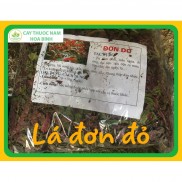 [GIÁ BUÔN] 1kg Lá đơn đỏ trị mẩn ngứa (khô sạch)